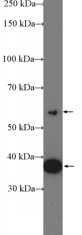 HEK-293 cells were subjected to SDS PAGE followed by western blot with Catalog No:116777(VPS26A Antibody) at dilution of 1:300