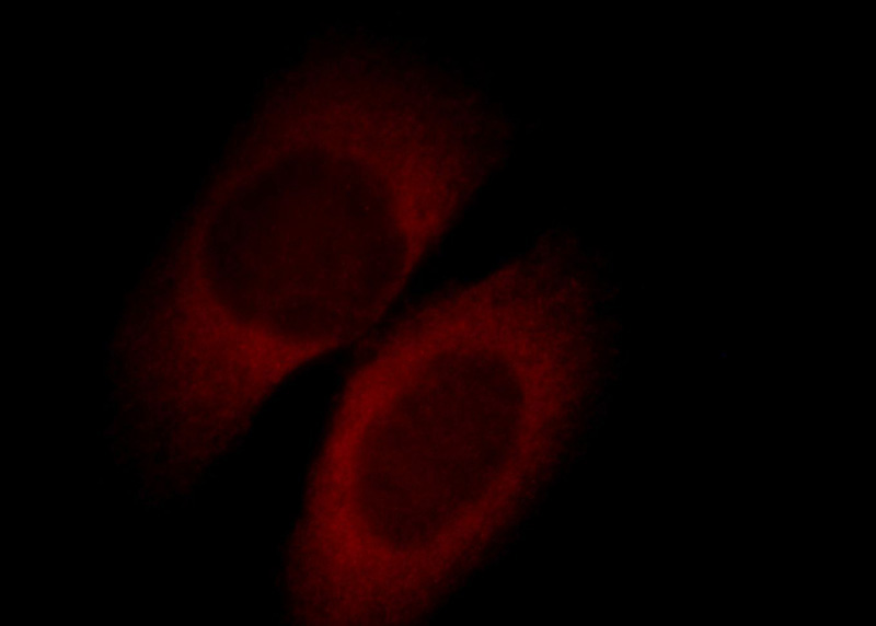 Immunofluorescent analysis of HepG2 cells, using APOL1 antibody Catalog No: at 1:25 dilution and Rhodamine-labeled goat anti-rabbit IgG (red).