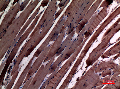 Immunohistochemical analysis of paraffin-embedded rat-muscle, antibody was diluted at 1:100