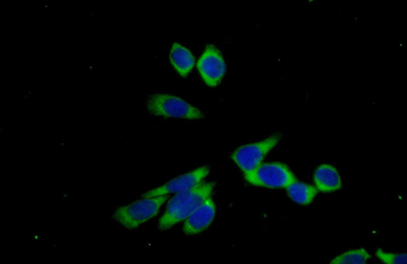 Immunofluorescent analysis of (-20oc Ethanol) fixed PC-3 cells using Catalog No:107738(ACPP Antibody) at dilution of 1:50 and Alexa Fluor 488-congugated AffiniPure Goat Anti-Rabbit IgG(H+L)