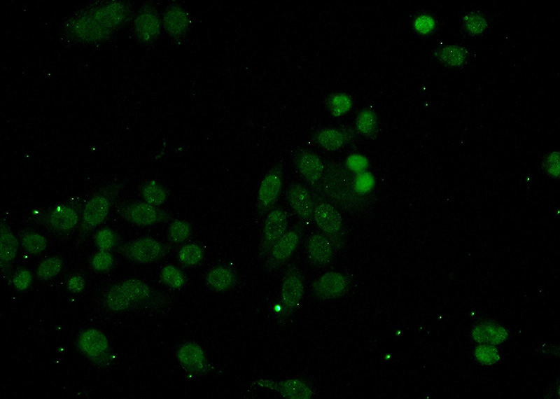 Immunofluorescent analysis of (-20oc Ethanol) fixed HeLa cells using Catalog No:115610(SSRP1 Antibody) at dilution of 1:50 and Alexa Fluor 488-congugated AffiniPure Goat Anti-Rabbit IgG(H+L)