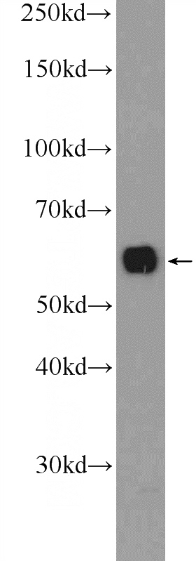 HepG2 cells were subjected to SDS PAGE followed by western blot with Catalog No:112402(LY6G6F Antibody) at dilution of 1:1000