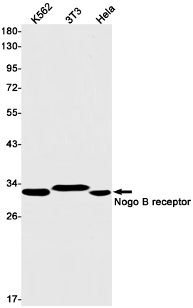 Western blot detection of Nogo B receptor in K562,3T3,Hela cell lysates using Nogo B receptor Rabbit pAb(1:1000 diluted).Predicted band size:33kDa.Observed band size:33kDa.