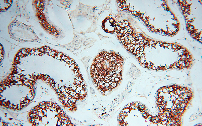 Immunohistochemical of paraffin-embedded human testis using Catalog No:116800(VSIG1 antibody) at dilution of 1:100 (under 10x lens)