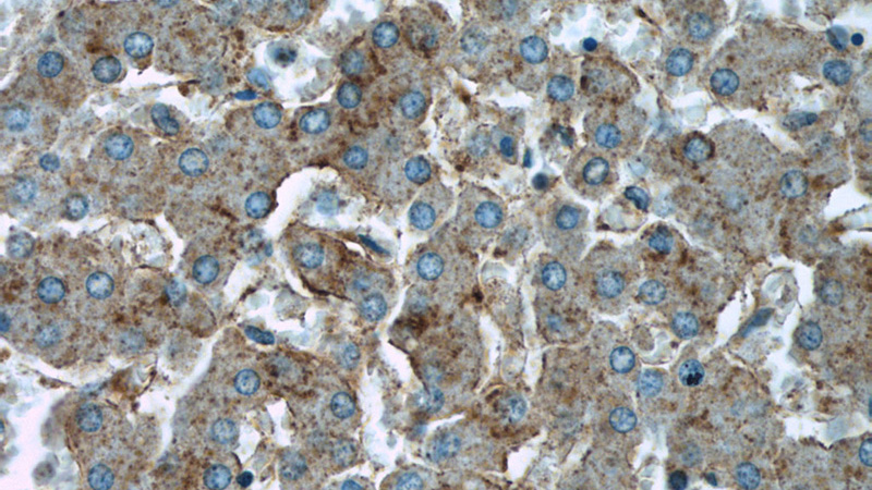 Immunohistochemical of paraffin-embedded human liver using Catalog No:115849(TAOK3 antibody) at dilution of 1:50 (under 40x lens)