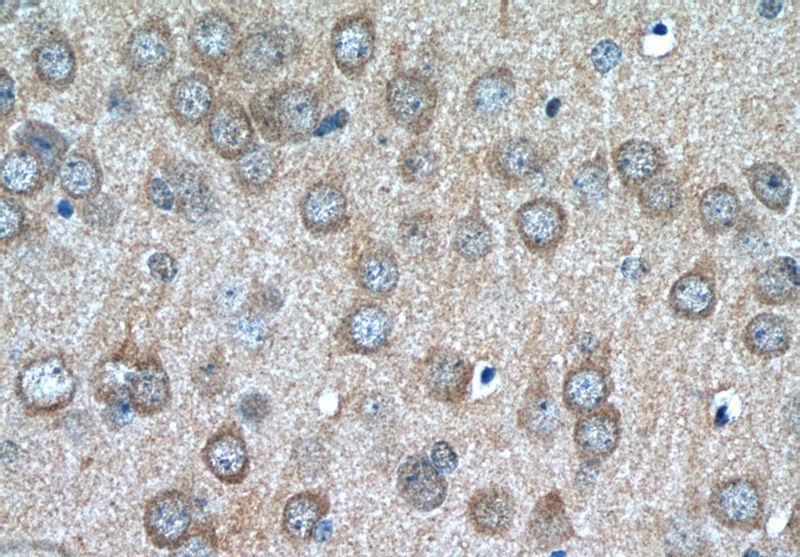 Immunohistochemistry of paraffin-embedded mouse brain tissue slide using Catalog No:111113(GPR139-Specific Antibody) at dilution of 1:50 (under 40x lens)