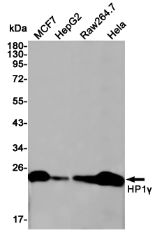 Western blot detection of HP1γ in MCF7,HepG2,Raw264.7,Hela cell lysates using HP1γ (6F7) Mouse mAb(1:1000 diluted).Predicted band size:24KDa.Observed band size:24KDa.