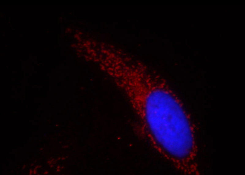 Immunofluorescent analysis of Hela cells, using HSPD1 antibody Catalog No: at 1:50 dilution and Rhodamine-labeled goat anti-mouse IgG (red). Blue pseudocolor = DAPI (fluorescent DNA dye).