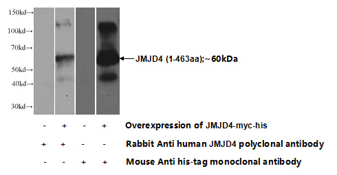 Transfected HEK-293 cells were subjected to SDS PAGE followed by western blot with Catalog No:111887(JMJD4 Antibody) at dilution of 1:1000