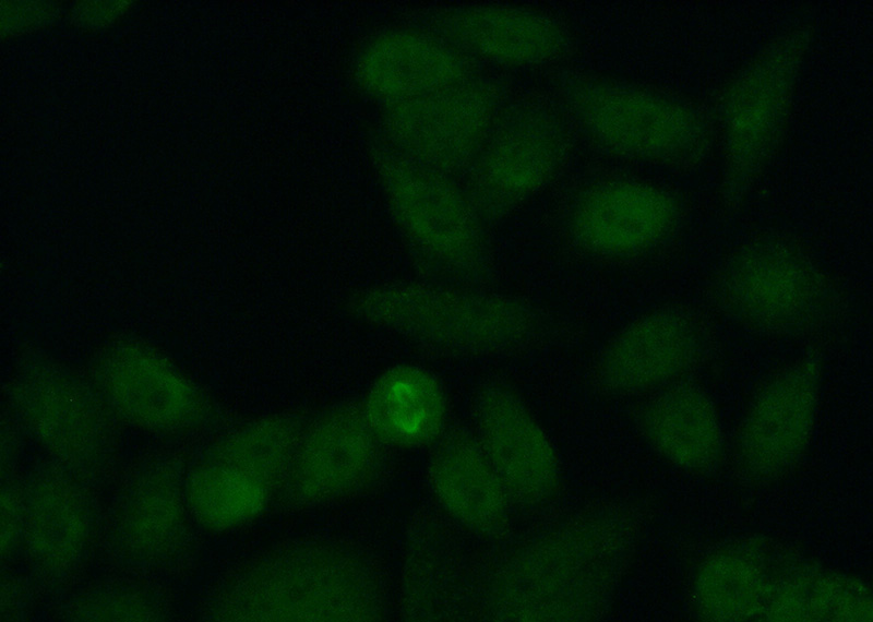 Immunofluorescent analysis of (10% Formaldehyde) fixed HeLa cells using Catalog No:108028(APOBEC4 Antibody) at dilution of 1:50 and Alexa Fluor 488-congugated AffiniPure Goat Anti-Rabbit IgG(H+L)