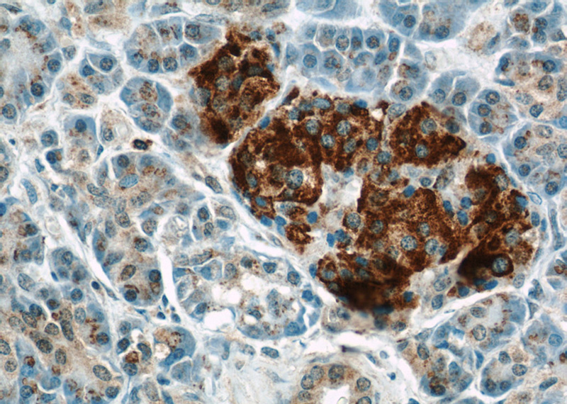 Immunohistochemical of paraffin-embedded human pancreas using Catalog No:110586(FAM3C antibody) at dilution of 1:50 (under 40x lens)