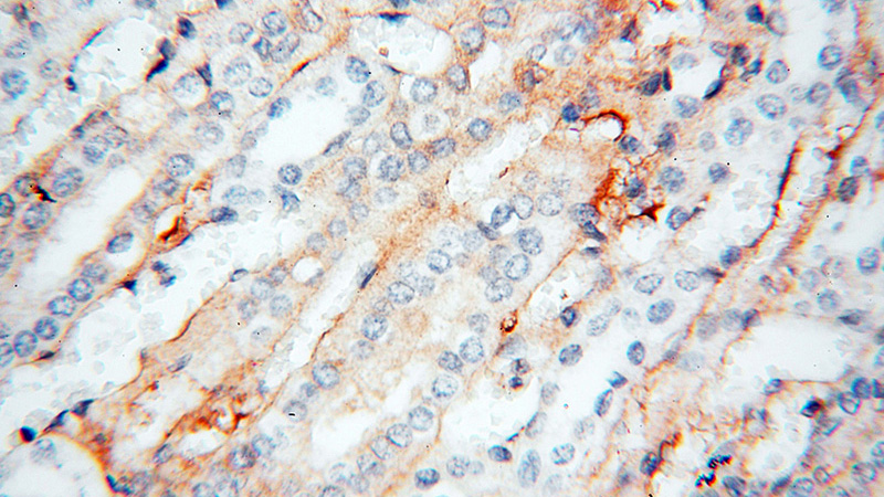 Immunohistochemical of paraffin-embedded human kidney using Catalog No:108032(APOL1 antibody) at dilution of 1:50 (under 40x lens)