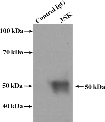 IP Result of anti-JNK (IP:Catalog No:111890, 4ug; Detection:Catalog No:111890 1:1000) with HeLa cells lysate 1600ug.