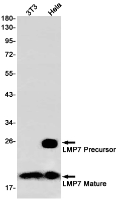 Western blot detection of LMP7 in 3T3,Hela cell lysates using LMP7 Rabbit pAb(1:1000 diluted).Predicted band size:30kDa.Observed band size:23kDa.