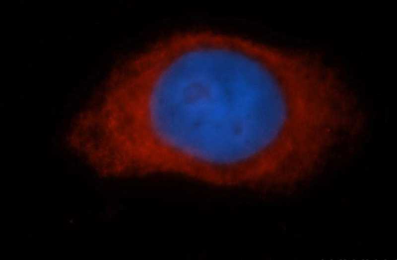 Immunofluorescent analysis of HepG2 cells, using RPL3 antibody Catalog No:114887 at 1:50 dilution and Rhodamine-labeled goat anti-rabbit IgG (red). Blue pseudocolor = DAPI (fluorescent DNA dye).