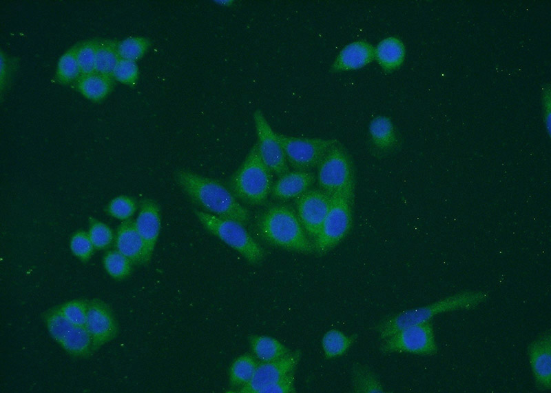 Immunofluorescent analysis of HeLa cells using Catalog No:109762(DCTPP1 Antibody) at dilution of 1:50 and Alexa Fluor 488-congugated AffiniPure Goat Anti-Rabbit IgG(H+L)