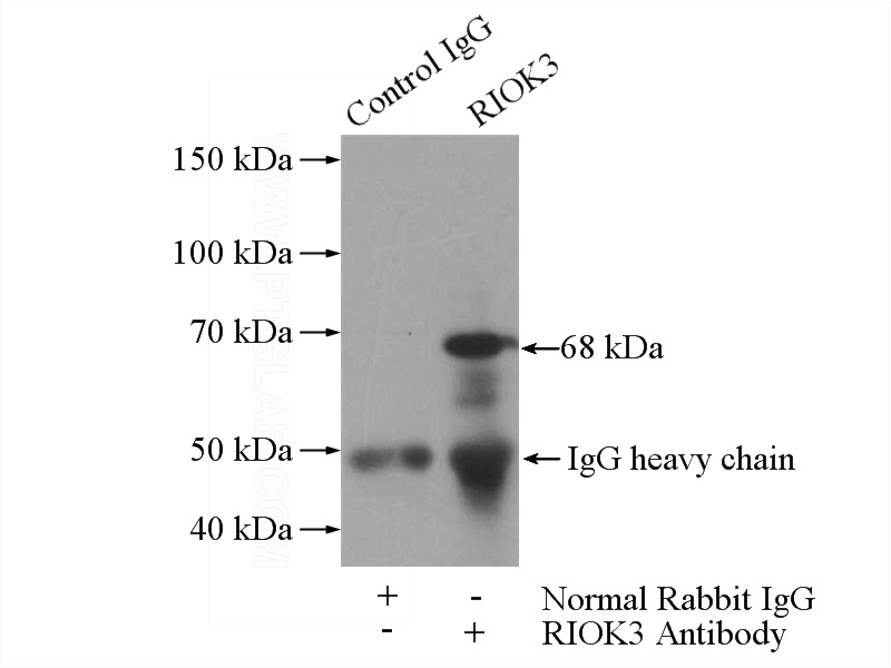 IP Result of anti-RIOK3 (IP:Catalog No:114713, 4ug; Detection:Catalog No:114713 1:600) with mouse testis tissue lysate 4000ug.