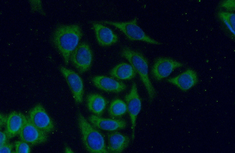Immunofluorescent analysis of (-20oc Ethanol) fixed HeLa cells using Catalog No:114958(S100A14 Antibody) at dilution of 1:25 and Alexa Fluor 488-congugated AffiniPure Goat Anti-Rabbit IgG(H+L)