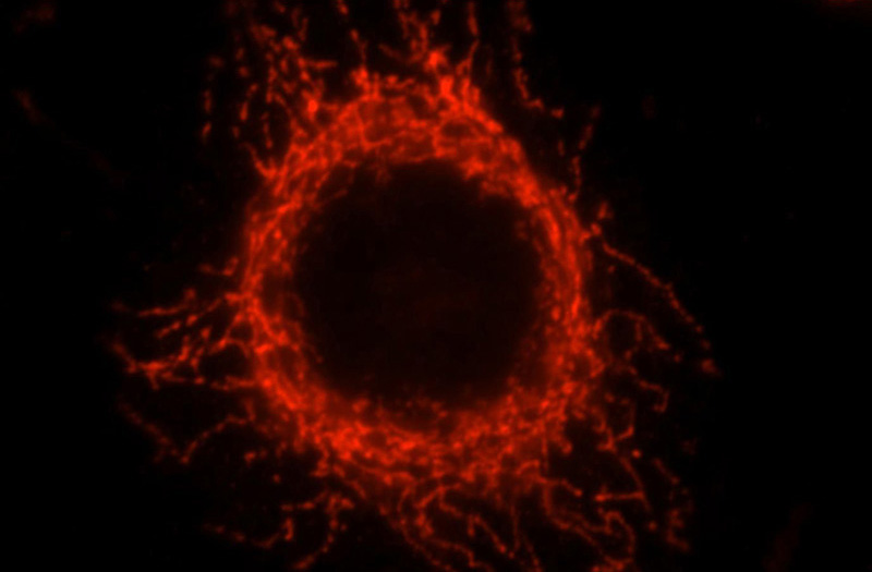 Immunofluorescent analysis of MCF-7 cells, using GCSH antibody Catalog No:110918 at 1:25 dilution and Rhodamine-labeled goat anti-rabbit IgG (red).