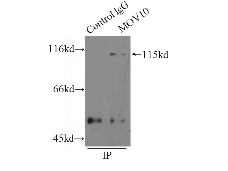IP Result of anti-MOV10 (IP:Catalog No:112738, 3ug; Detection:Catalog No:112738 1:800) with HepG2 cells lysate 1000ug.
