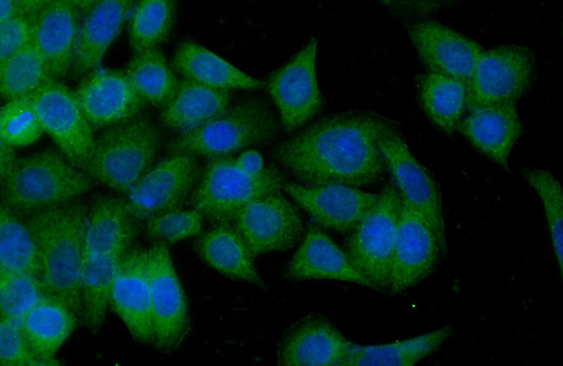 Immunofluorescent analysis of (-20oc Ethanol) fixed HeLa cells using Catalog No:107320(NAPRT1 Antibody) at dilution of 1:100 and Alexa Fluor 488-congugated AffiniPure Goat Anti-Mouse IgG(H+L)