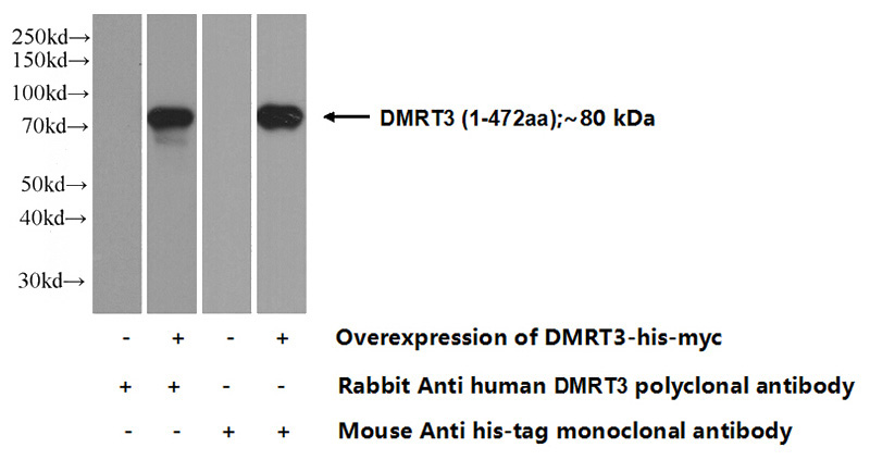 Transfected HEK-293 cells were subjected to SDS PAGE followed by western blot with Catalog No:110005(DMRT3 Antibody) at dilution of 1:5000