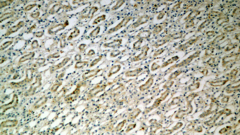 Immunohistochemical of paraffin-embedded human kidney using Catalog No:112404(LY96 antibody) at dilution of 1:50 (under 10x lens)