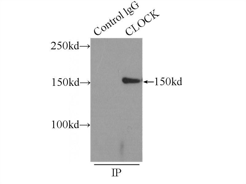 IP Result of anti-CLocK (IP:Catalog No:109398, 3ug; Detection:Catalog No:109398 1:500) with HEK-293 cells lysate 1000ug.