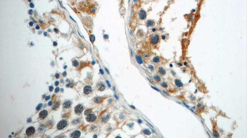 Immunohistochemistry of paraffin-embedded human testis tissue slide using Catalog No:112045(KIAA0182 Antibody) at dilution of 1:50 (under 40x lens)