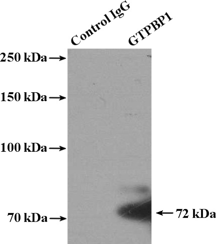 IP Result of anti-GTPBP1 (IP:Catalog No:111241, 4ug; Detection:Catalog No:111241 1:500) with mouse skeletal muscle tissue lysate 4000ug.