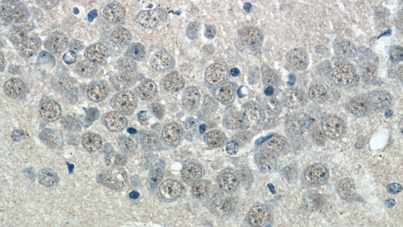 Immunohistochemistry of paraffin-embedded mouse brain tissue slide using Catalog No:116963(ZNF238 Antibody) at dilution of 1:50 (under 40x lens)