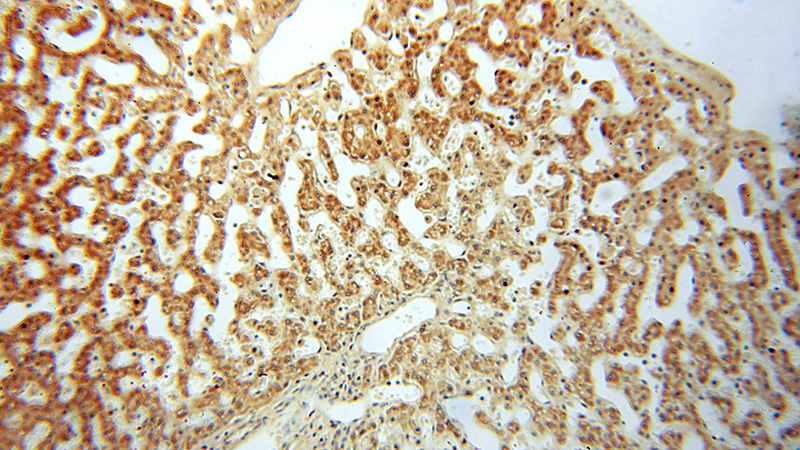Immunohistochemical of paraffin-embedded human liver using Catalog No:108353(ATP5F1 antibody) at dilution of 1:100 (under 10x lens)