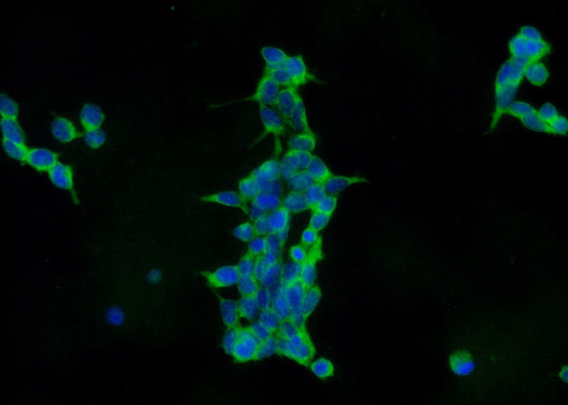 Immunofluorescent analysis of HEK-293 cells using Catalog No:111618(IFIT1L Antibody) at dilution of 1:25 and Alexa Fluor 488-congugated AffiniPure Goat Anti-Rabbit IgG(H+L)