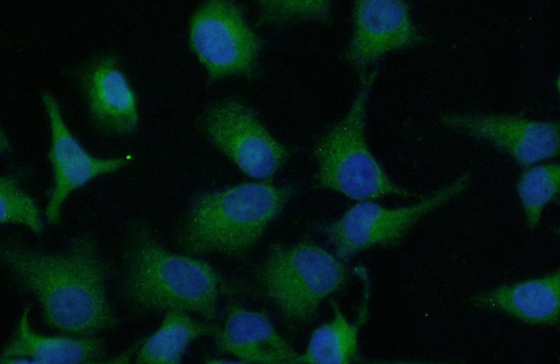 Immunofluorescent analysis of (10% Formaldehyde) fixed HeLa cells using Catalog No:114846(RPS6KA2 Antibody) at dilution of 1:50 and Alexa Fluor 488-congugated AffiniPure Goat Anti-Rabbit IgG(H+L)