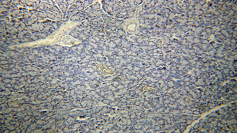 Immunohistochemical of paraffin-embedded human pancreas using Catalog No:109216(CHCHD7 antibody) at dilution of 1:100 (under 10x lens)