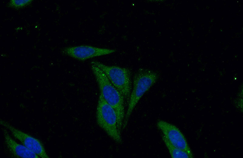 Immunofluorescent analysis of (-20oc Ethanol) fixed HepG2 cells using Catalog No:112514(METAP2 Antibody) at dilution of 1:50 and Alexa Fluor 488-congugated AffiniPure Goat Anti-Rabbit IgG(H+L)
