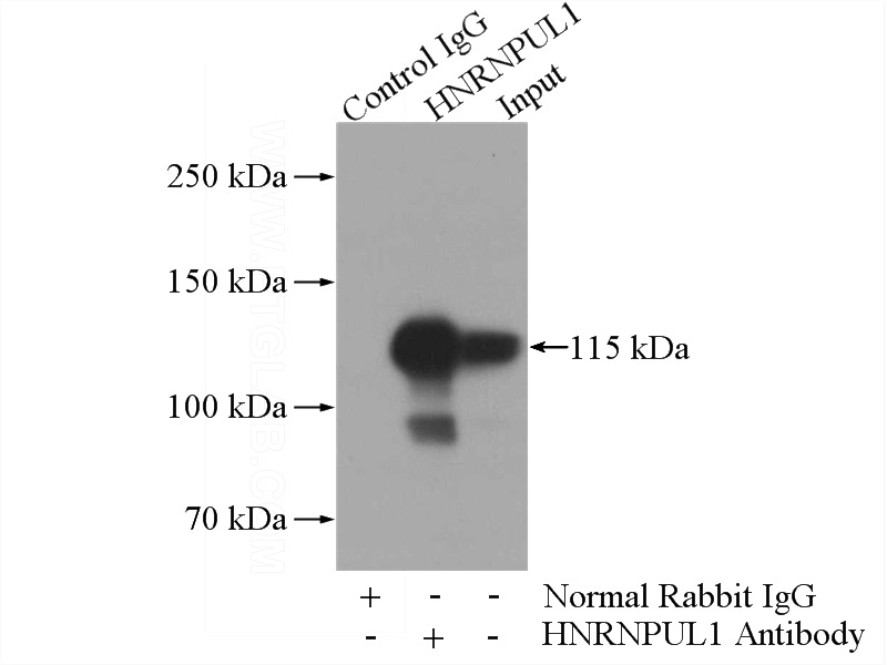 IP Result of anti-HNRNPUL1 (IP:Catalog No:111514, 5ug; Detection:Catalog No:111514 1:2000) with HeLa cells lysate 2000ug.