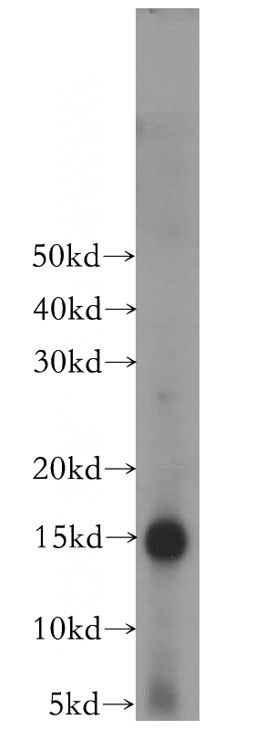 mouse skin tissue were subjected to SDS PAGE followed by western blot with Catalog No:110841(Galectin-7 antibody) at dilution of 1:1500