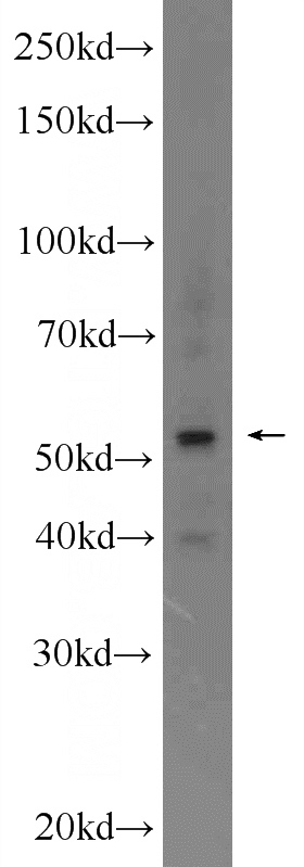 mouse testis tissue were subjected to SDS PAGE followed by western blot with Catalog No:115534(SPAG6 Antibody) at dilution of 1:300
