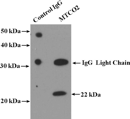 IP Result of anti-COX2 (IP:Catalog No:112767, 4ug; Detection:Catalog No:112767 1:1000) with HeLa cells lysate 4000ug.