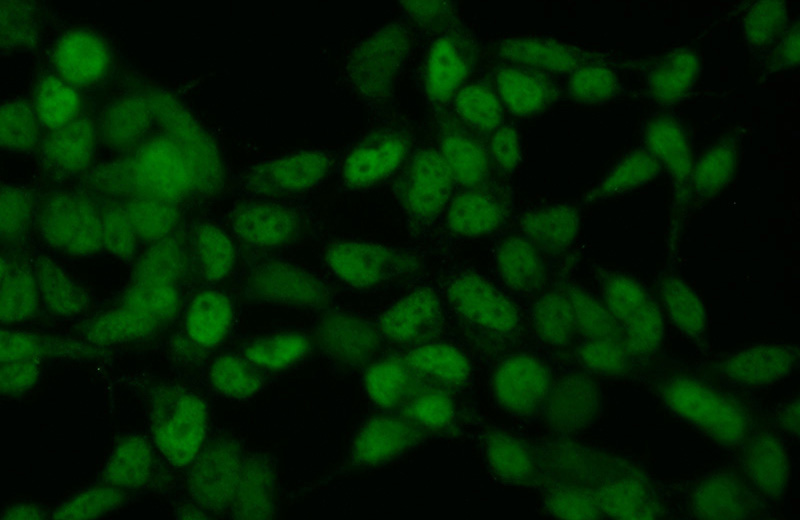 Immunofluorescent analysis of (10% Formaldehyde) fixed HEK-293 cells using Catalog No:109853(DACH1 Antibody) at dilution of 1:50 and Alexa Fluor 488-congugated AffiniPure Goat Anti-Rabbit IgG(H+L)
