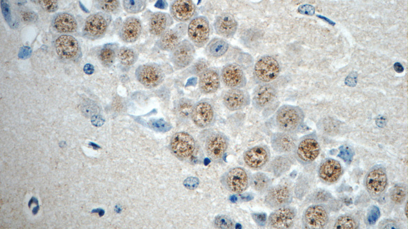 Immunohistochemistry of paraffin-embedded mouse brain tissue slide using Catalog No:114532(RALYL Antibody) at dilution of 1:50 (under 40x lens)