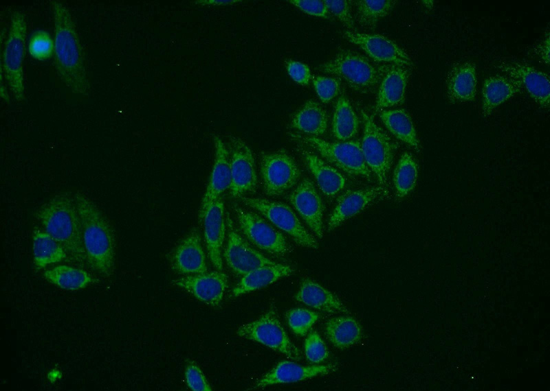 Immunofluorescent analysis of HepG2 cells using Catalog No:111494(HN1 Antibody) at dilution of 1:25 and Alexa Fluor 488-congugated AffiniPure Goat Anti-Rabbit IgG(H+L)