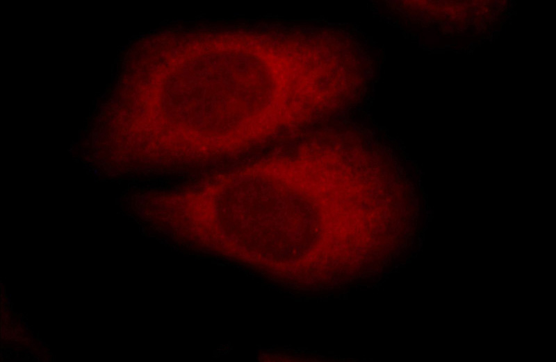 Immunofluorescent analysis of HepG2 cells, using GPSM1 antibody Catalog No:107837 at 1:25 dilution and Rhodamine-labeled goat anti-rabbit IgG (red).
