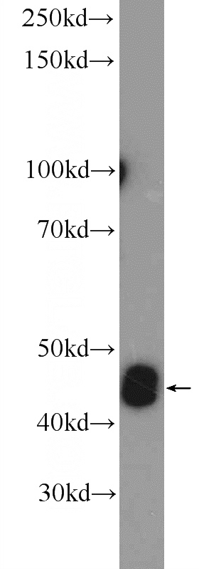 mouse testis tissue were subjected to SDS PAGE followed by western blot with Catalog No:108907(CALR3 Antibody) at dilution of 1:300