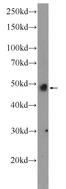 rat heart tissue were subjected to SDS PAGE followed by western blot with Catalog No:117198(BMP4 Antibody) at dilution of 1:600