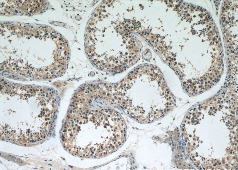 Immunohistochemical of paraffin-embedded human testis using Catalog No:111346(HIGD1A antibody) at dilution of 1:200 (under 10x lens)