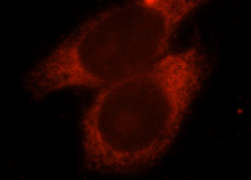 Immunofluorescent analysis of HepG2 cells, using TNNT2 antibody Catalog No:108860 at 1:25 dilution and Rhodamine-labeled goat anti-rabbit IgG (red).