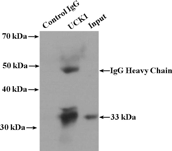 IP Result of anti-UCK1 (IP:Catalog No:116675, 4ug; Detection:Catalog No:116675 1:1000) with MCF-7 cells lysate 2800ug.