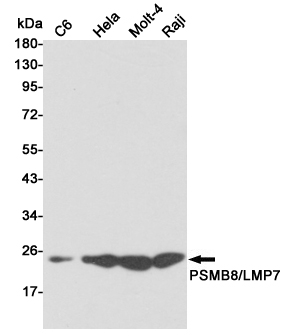 Western blot detection of PSMB8/LMP7 in C6,Hela,Molt4 and Raji cell lysates using PSMB8/LMP7 mouse mAb (1:1000 diluted).Predicted band size:30KDa.Observed band size:23KDa.